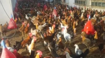 تقرير اليوم.. سعر كيلو الفراخ في كفر الشيخ يصل إلى 105 جنيهات